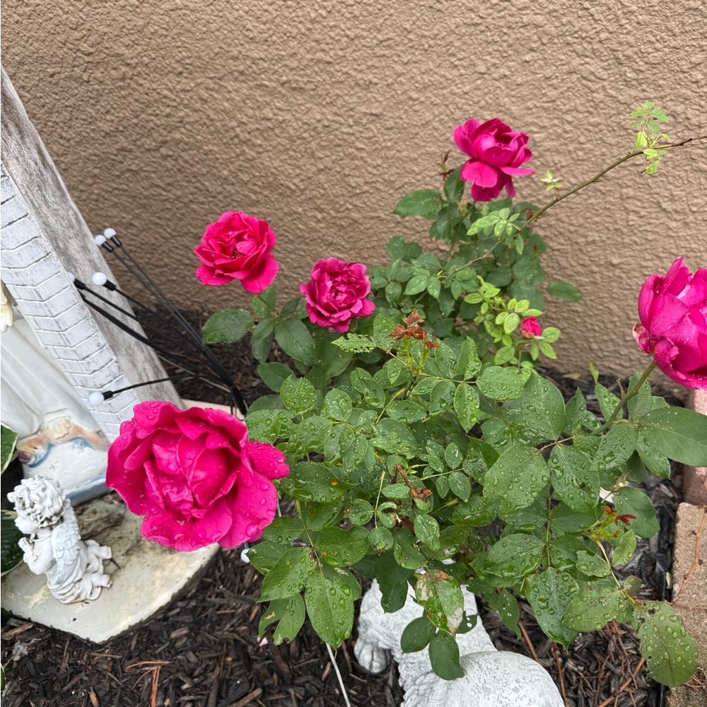 Meet your Posher, Jacky